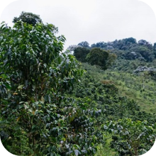 ВЫРУБКА ЛЕСОВ В БРАЗИЛИИ